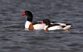 Bergeend _Maart 2012_07